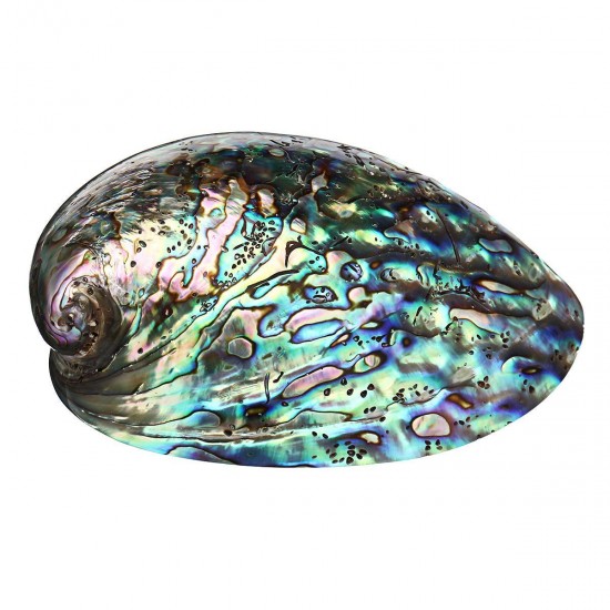 Natural Fine Polished Abalone Shell Seashells Conch 10-12cm Home Fish Tank Decorations