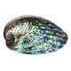 Natural Fine Polished Abalone Shell Seashells Conch 10-12cm Home Fish Tank Decorations Natural Fine Polished Abalone Shell Seashells Conch 10-12cm Home Fish Tank Decorations
