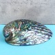 Natural Fine Polished Abalone Shell Seashells Conch 10-12cm Home Fish Tank Decorations