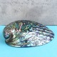 Natural Fine Polished Abalone Shell Seashells Conch 10-12cm Home Fish Tank Decorations Natural Fine Polished Abalone Shell Seashells Conch 10-12cm Home Fish Tank Decorations
