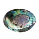 Natural Fine Polished Abalone Shell Seashells Conch 10-12cm Home Fish Tank Decorations