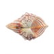 Natural Shell Conch Beach Fish Tank Seashell Beautiful Ornament Home Decoration