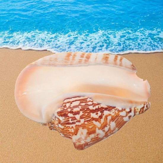 Natural Shell Conch Phoenix Ear Conch Coral Sea Beach Ornament Fish Tank Decorations