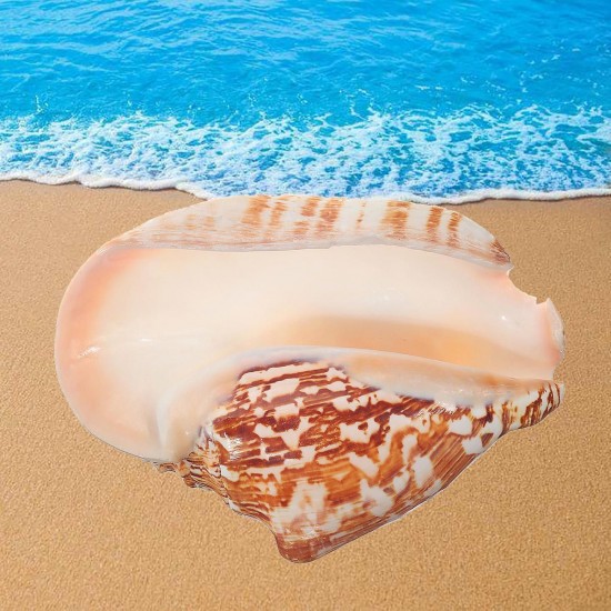 Natural Shell Conch Phoenix Ear Conch Coral Sea Beach Ornament Fish Tank Decorations Natural Shell Conch Phoenix Ear Conch Coral Sea Beach Ornament Fish Tank Decorations