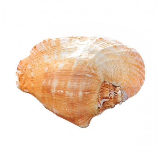 Natural Shell Conch Phoenix Ear Conch Coral Sea Beach Ornament Fish Tank Decorations Natural Shell Conch Phoenix Ear Conch Coral Sea Beach Ornament Fish Tank Decorations