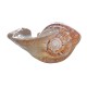 Natural Shell Conch Phoenix Ear Conch Coral Sea Beach Ornament Fish Tank Decorations Natural Shell Conch Phoenix Ear Conch Coral Sea Beach Ornament Fish Tank Decorations