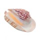 Natural Shell Conch Phoenix Ear Conch Coral Sea Beach Ornament Fish Tank Decorations