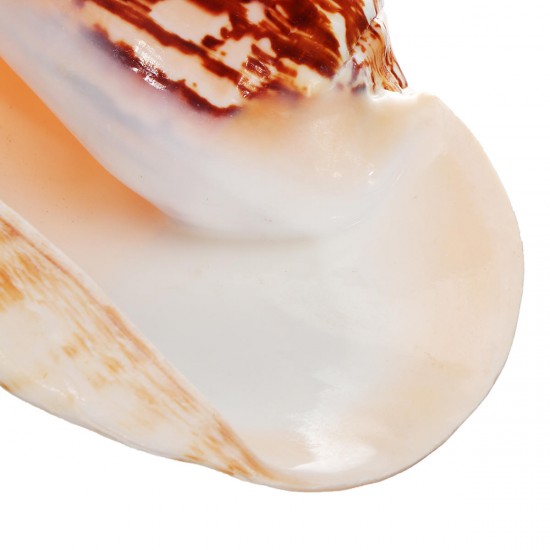 Natural Shell Conch Phoenix Ear Conch Coral Sea Beach Ornament Fish Tank Decorations Natural Shell Conch Phoenix Ear Conch Coral Sea Beach Ornament Fish Tank Decorations