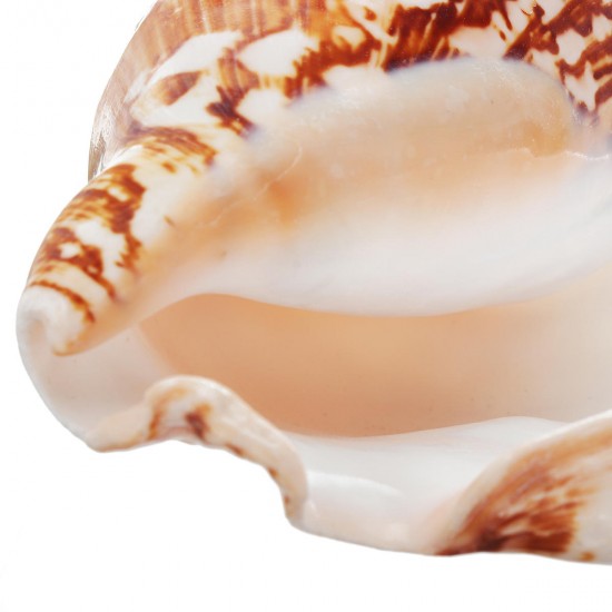 Natural Shell Conch Phoenix Ear Conch Coral Sea Beach Ornament Fish Tank Decorations