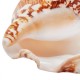 Natural Shell Conch Phoenix Ear Conch Coral Sea Beach Ornament Fish Tank Decorations