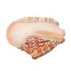 Natural Shell Conch Phoenix Ear Conch Coral Sea Beach Ornament Fish Tank Decorations