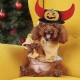 Pet Hat Dog Halloween Christmas Headgear Cat Funny Headwear Supplies