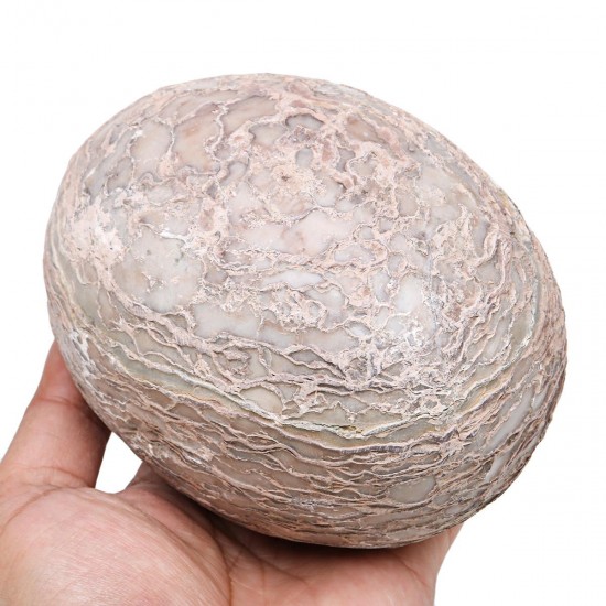 Segnosaur Dinosaur Egg Simulation Fossilized Fossil Teaching Specimen Room Decorations Gift