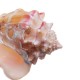 Shell Conch Natural Coral Ocean Sea Beach Home Ornament Fish Tank Craft Decor