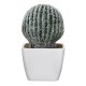 Simulating Cactus Bonsai and Simulating Creative Car Ornaments of Mock Succulents Plants Simulating Cactus Bonsai and Simulating Creative Car Ornaments of Mock Succulents Plants