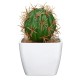 Simulating Cactus Bonsai and Simulating Creative Car Ornaments of Mock Succulents Plants Simulating Cactus Bonsai and Simulating Creative Car Ornaments of Mock Succulents Plants