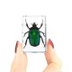 Transparent Insect Specimen Rose Chafer Beetle Animal Insect Display Specimen Educational Supply Biological Collection Pendant Necklace Decorations