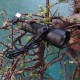 H1526 XML2 600Lumens Rechargeable LED Flashlight Outdoor Diving Flashlight Led Torch H1526 XML2 600Lumens Rechargeable LED Flashlight Outdoor Diving Flashlight Led Torch