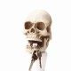 Skull Head Single Wall Mounted Hook Resin Skeleton Shaped Utility Key Storage Hooks