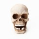 Skull Head Single Wall Mounted Hook Resin Skeleton Shaped Utility Key Storage Hooks