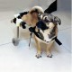 10 Inch Stainless Steel Pet Dog Cart Wheelchair Walk for Handicapped Doggie Folding Chair