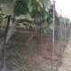 10/20/100m Fruit Crop Plant Knitted Anti Bird Netting Pest Net Prevent Huting Catching 2x2cm Mesh