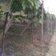10/20/100m Fruit Crop Plant Knitted Anti Bird Netting Pest Net Prevent Huting Catching 2x2cm Mesh 10/20/100m Fruit Crop Plant Knitted Anti Bird Netting Pest Net Prevent Huting Catching 2x2cm Mesh