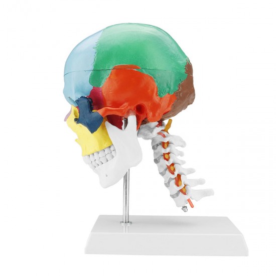 1:1 Lifesize Human Skull Model Colored Skeleton Set Head Bone Joint Cervical Vertebra Simulation Medical Anatomy Medical Model 1:1 Lifesize Human Skull Model Colored Skeleton Set Head Bone Joint Cervical Vertebra Simulation Medical Anatomy Medical Model