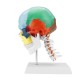 1:1 Lifesize Human Skull Model Colored Skeleton Set Head Bone Joint Cervical Vertebra Simulation Medical Anatomy Medical Model 1:1 Lifesize Human Skull Model Colored Skeleton Set Head Bone Joint Cervical Vertebra Simulation Medical Anatomy Medical Model