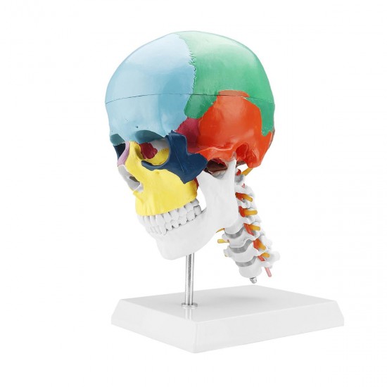 1:1 Lifesize Human Skull Model Colored Skeleton Set Head Bone Joint Cervical Vertebra Simulation Medical Anatomy Medical Model