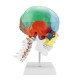 1:1 Lifesize Human Skull Model Colored Skeleton Set Head Bone Joint Cervical Vertebra Simulation Medical Anatomy Medical Model