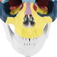1:1 Lifesize Human Skull Model Colored Skeleton Set Head Bone Joint Cervical Vertebra Simulation Medical Anatomy Medical Model