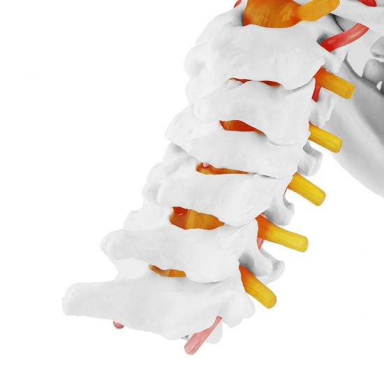 1:1 Lifesize Human Skull Model Colored Skeleton Set Head Bone Joint Cervical Vertebra Simulation Medical Anatomy Medical Model 1:1 Lifesize Human Skull Model Colored Skeleton Set Head Bone Joint Cervical Vertebra Simulation Medical Anatomy Medical Model