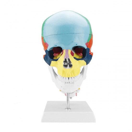 1:1 Lifesize Human Skull Model Colored Skeleton Set Head Bone Joint Cervical Vertebra Simulation Medical Anatomy Medical Model