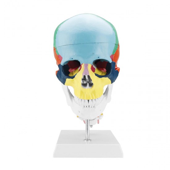 1:1 Lifesize Human Skull Model Colored Skeleton Set Head Bone Joint Cervical Vertebra Simulation Medical Anatomy Medical Model 1:1 Lifesize Human Skull Model Colored Skeleton Set Head Bone Joint Cervical Vertebra Simulation Medical Anatomy Medical Model
