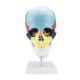 1:1 Lifesize Human Skull Model Colored Skeleton Set Head Bone Joint Cervical Vertebra Simulation Medical Anatomy Medical Model 1:1 Lifesize Human Skull Model Colored Skeleton Set Head Bone Joint Cervical Vertebra Simulation Medical Anatomy Medical Model