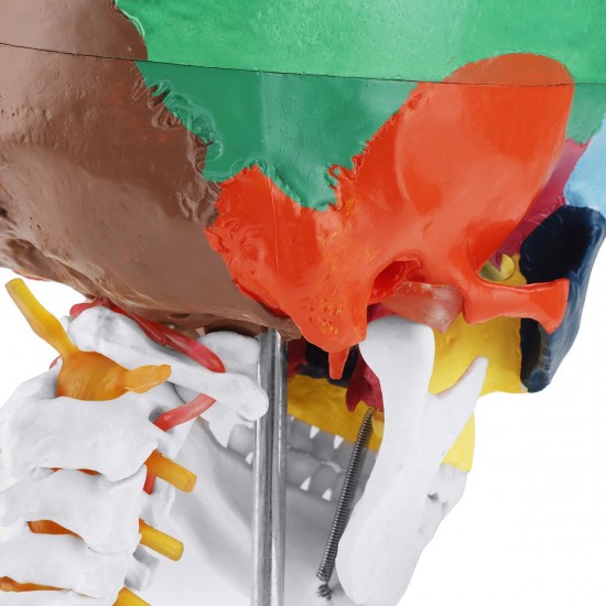 1:1 Lifesize Human Skull Model Colored Skeleton Set Head Bone Joint Cervical Vertebra Simulation Medical Anatomy Medical Model 1:1 Lifesize Human Skull Model Colored Skeleton Set Head Bone Joint Cervical Vertebra Simulation Medical Anatomy Medical Model