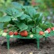 30*30CM Strawberry Growing Support Garden Plant Holder
