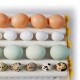36 Eggs Chicken Automatic Digital Egg Incubator Hatchers Temperature Control