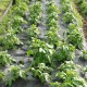 Garden Cover Weed Control Fabric Membrane Garden Landscape Ground Cover Mat 90gsm Garden Cover Weed Control Fabric Membrane Garden Landscape Ground Cover Mat 90gsm