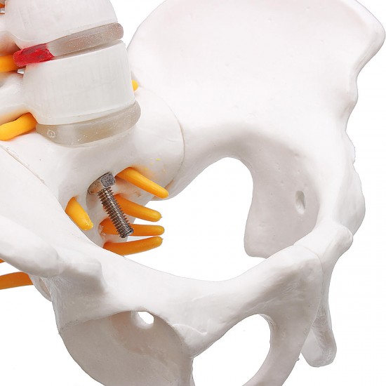Lifesize Human Vertebral Column Model Spine Anatomy Model Vertebrae Skeleton Nerves Medical Model