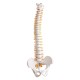 Lifesize Human Vertebral Column Model Spine Anatomy Model Vertebrae Skeleton Nerves Medical Model