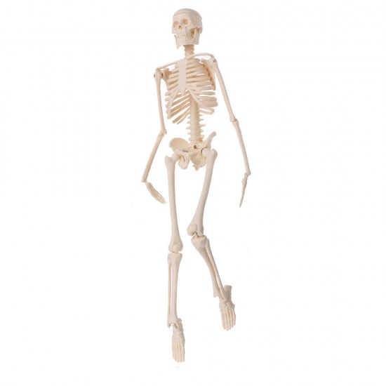 Mini Detachable Human Skeleton Bone Model Removable Arms Legs w Metal Stand Anatomical Medical Model