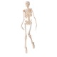 Mini Detachable Human Skeleton Bone Model Removable Arms Legs w Metal Stand Anatomical Medical Model