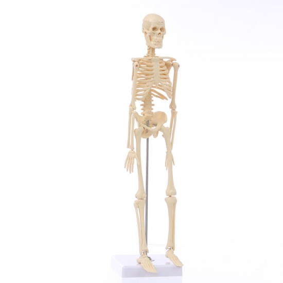 Mini Detachable Human Skeleton Bone Model Removable Arms Legs w Metal Stand Anatomical Medical Model