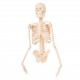 Mini Detachable Human Skeleton Bone Model Removable Arms Legs w Metal Stand Anatomical Medical Model