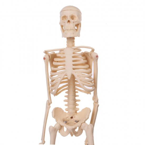 Mini Detachable Human Skeleton Bone Model Removable Arms Legs w Metal Stand Anatomical Medical Model