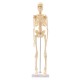 Mini Detachable Human Skeleton Bone Model Removable Arms Legs w Metal Stand Anatomical Medical Model