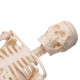 Mini Detachable Human Skeleton Bone Model Removable Arms Legs w Metal Stand Anatomical Medical Model