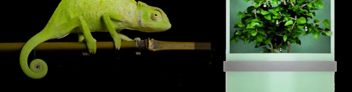 cyberebee reptile water drinking dispenser cyberebee reptile water drinking dispenser